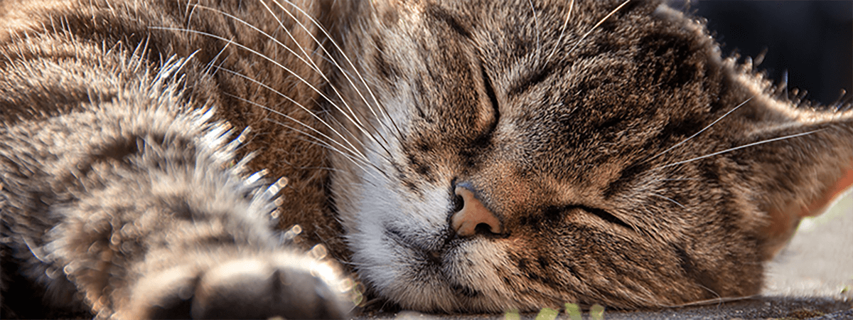 寝ている猫