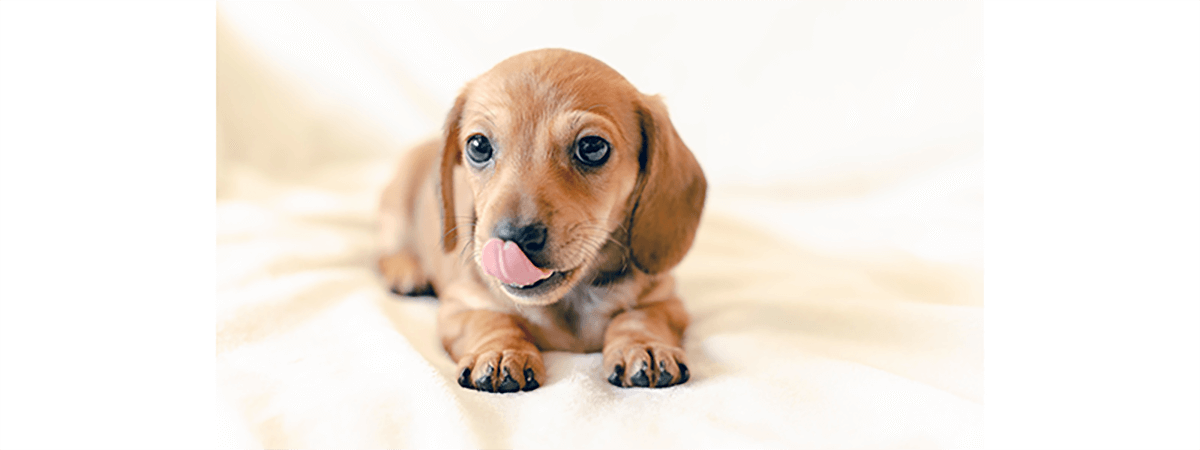 コルクマット百科 知っておくべき愛犬のケガを防ぐコルクマットの４つのメリット