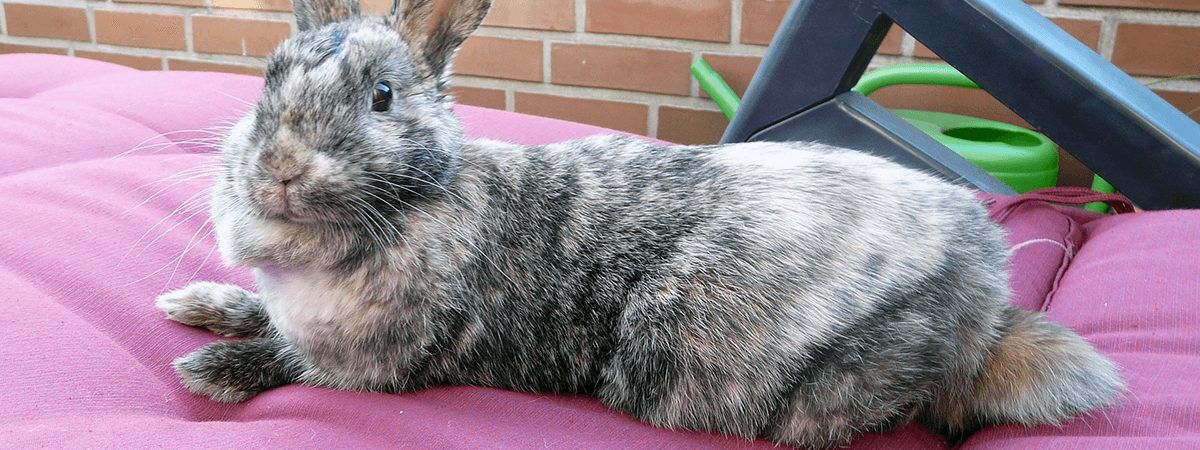 コルクマット百科 必見 危険な滑りやすい床からウサギを守るコルクマットの活用法